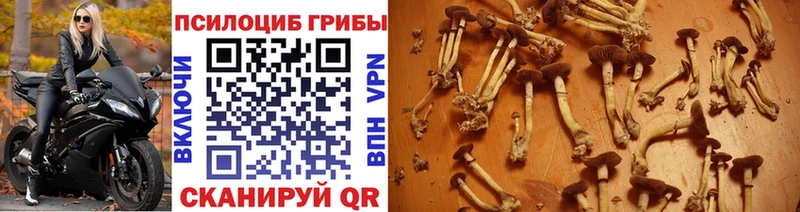 Галлюциногенные грибы Psilocybe  продажа наркотиков  ссылка на мегу рабочий сайт  Краснослободск 